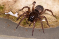 (Araneae - Gnaphosidae - Haplodrassus sp)